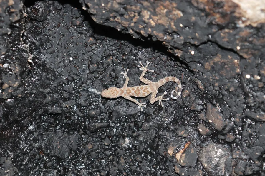 Saffin leaf-toed gecko