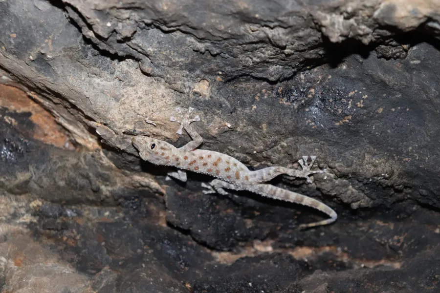Saffin leaf-toed gecko