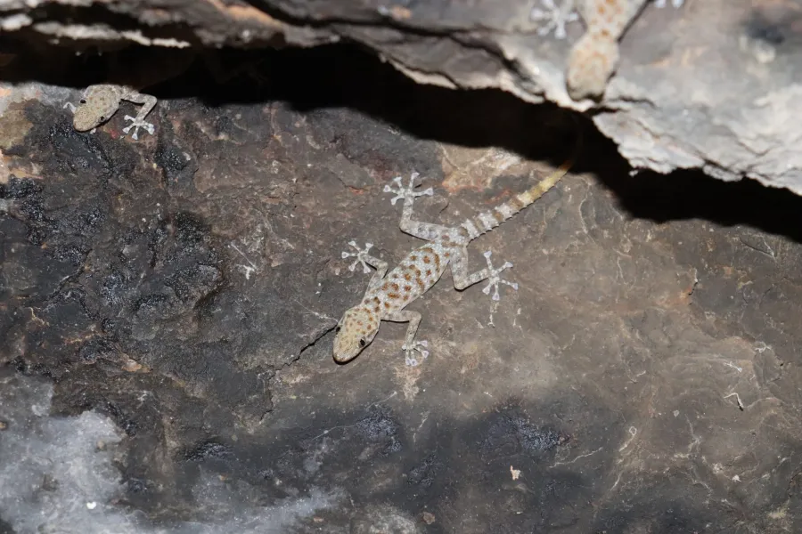 Saffin leaf-toed gecko