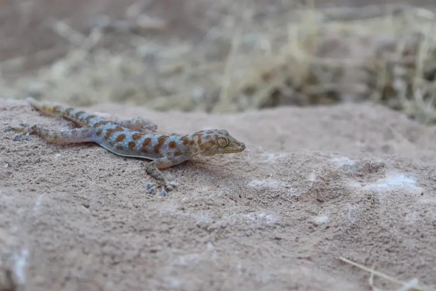 Grey spotted leaf-toed gecko