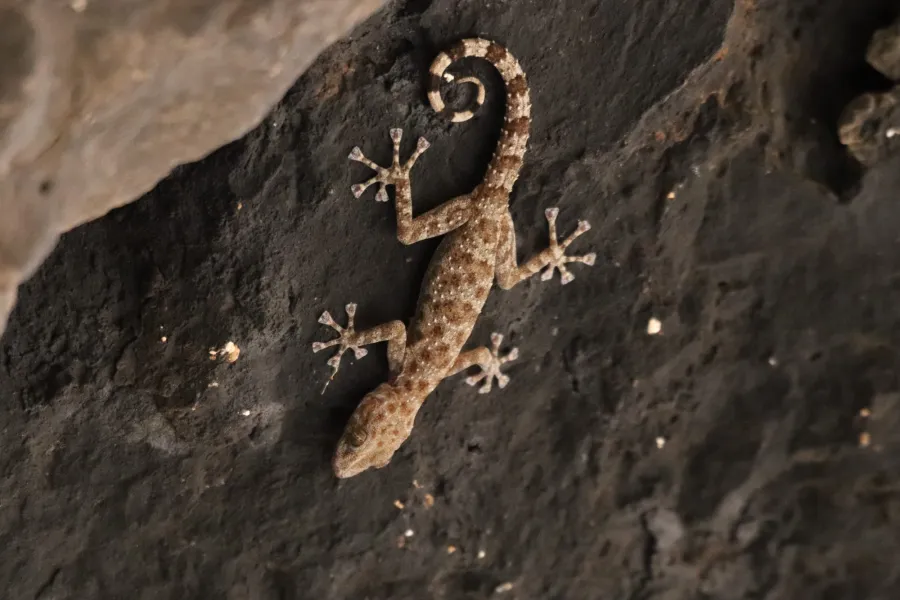 Grey spotted leaf-toed gecko