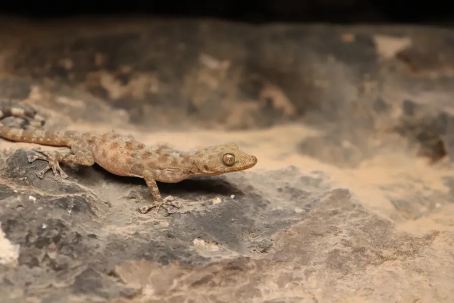 Grey spotted leaf-toed gecko