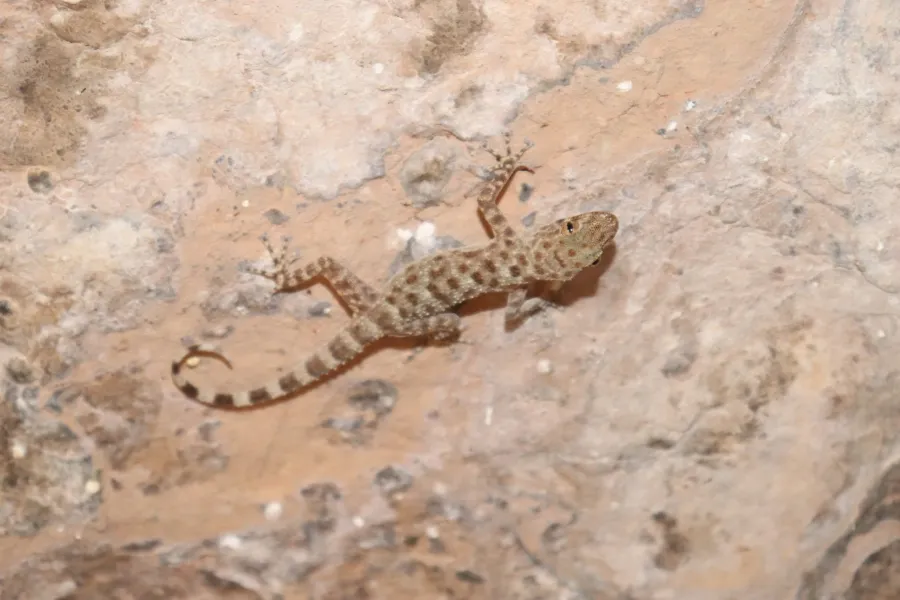 Grey spotted leaf-toed gecko