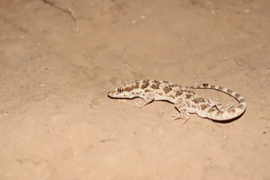 Baluch rock gecko, Arabian desert gecko, Southern tuberculated Gecko