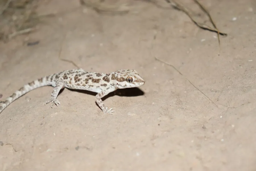 Baluch rock gecko, Arabian desert gecko, Southern tuberculated Gecko