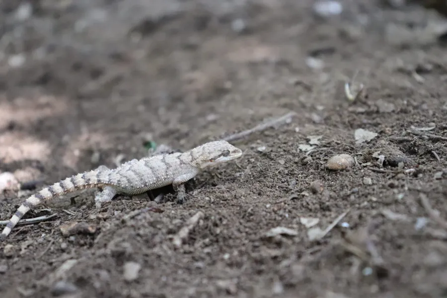 Asia minor thin-toed gecko