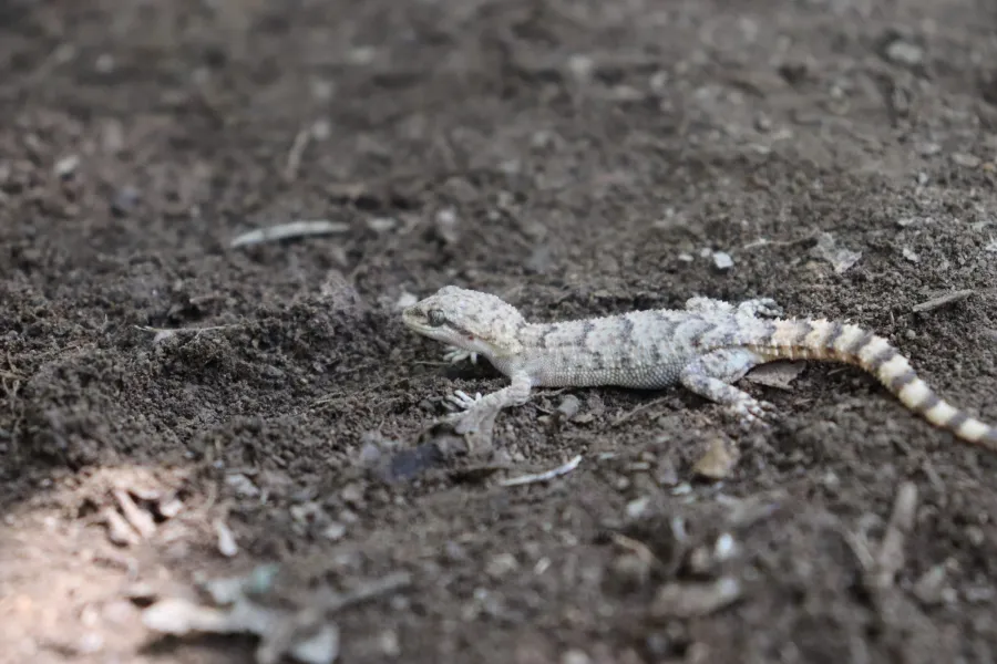 Asia minor thin-toed gecko