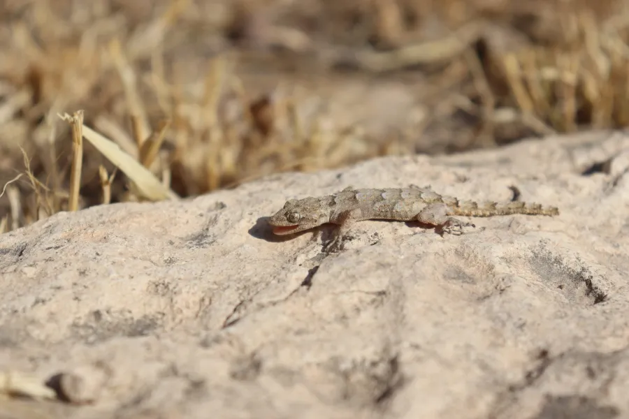 Asia minor thin-toed gecko