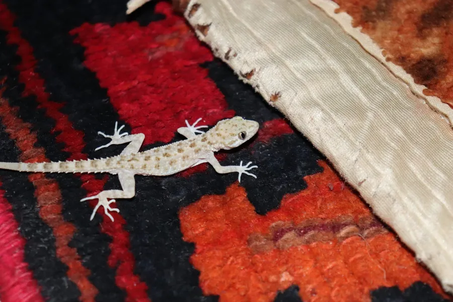 Keeled rock gecko, rough-tailed gecko