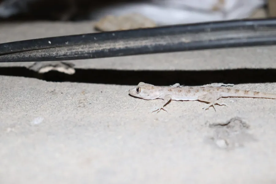 Keeled rock gecko, rough-tailed gecko