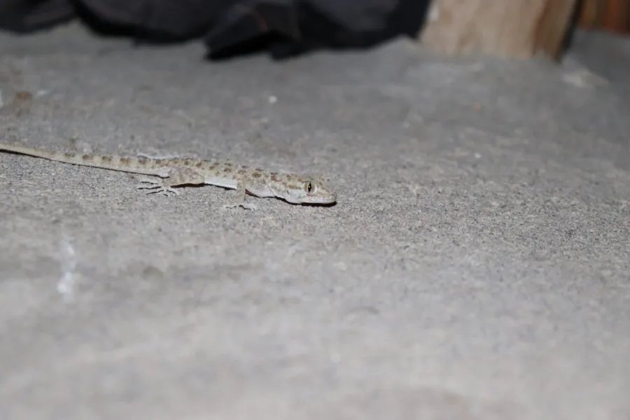 Keeled rock gecko, rough-tailed gecko