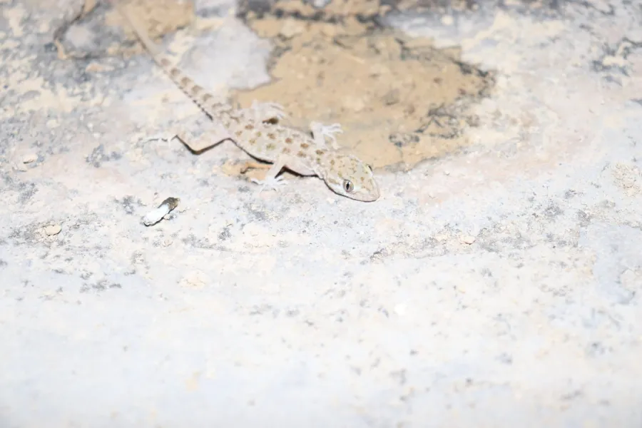 Keeled rock gecko, rough-tailed gecko