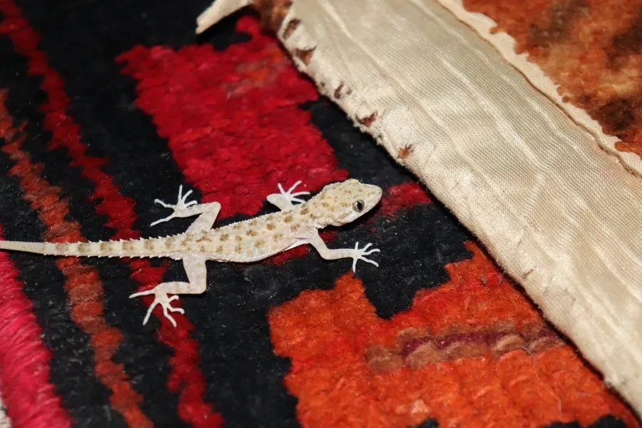 Keeled rock gecko, rough-tailed gecko