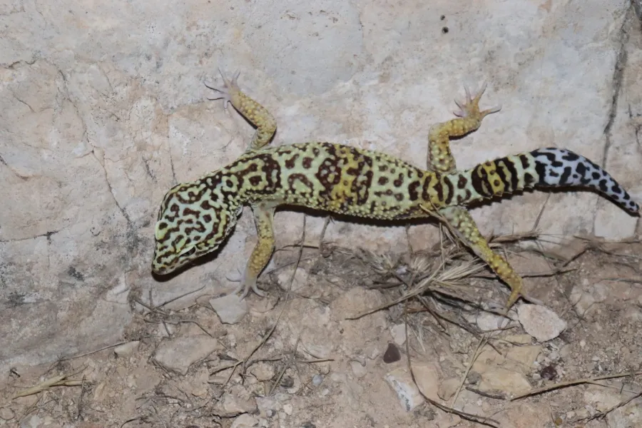 Iranian fat-tailed gecko, Iraqi eyelid gecko, Zagrosian leopard gecko