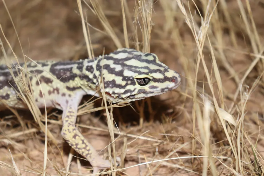 Iranian fat-tailed gecko, Iraqi eyelid gecko, Zagrosian leopard gecko