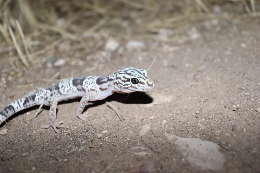 Iranian fat-tailed gecko, Iraqi eyelid gecko, Zagrosian leopard gecko