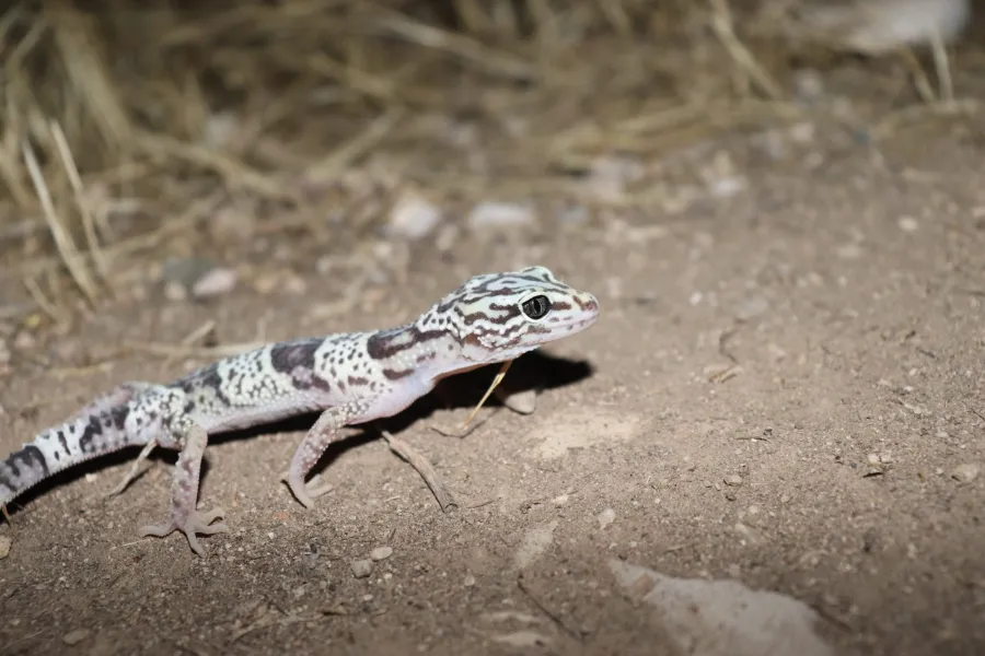 Iranian fat-tailed gecko, Iraqi eyelid gecko, Zagrosian leopard gecko