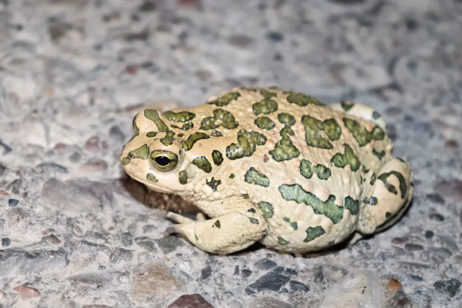 Eastern green toad