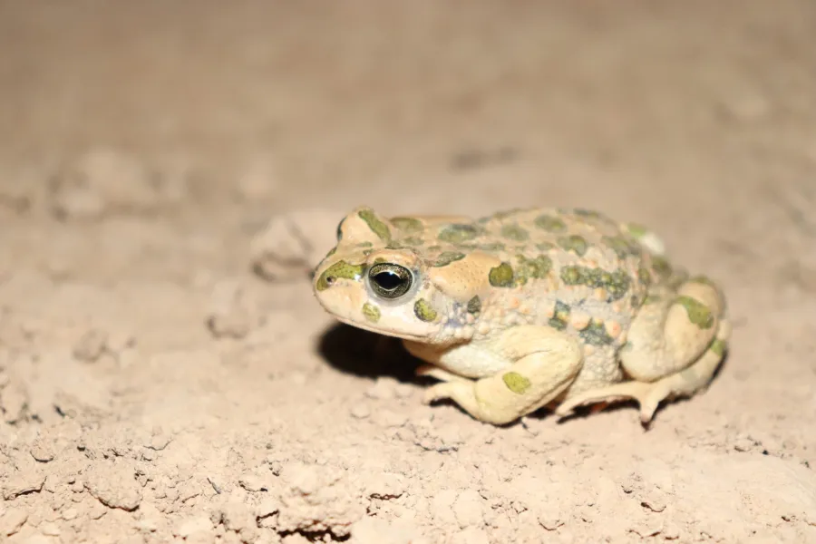 Eastern green toad
