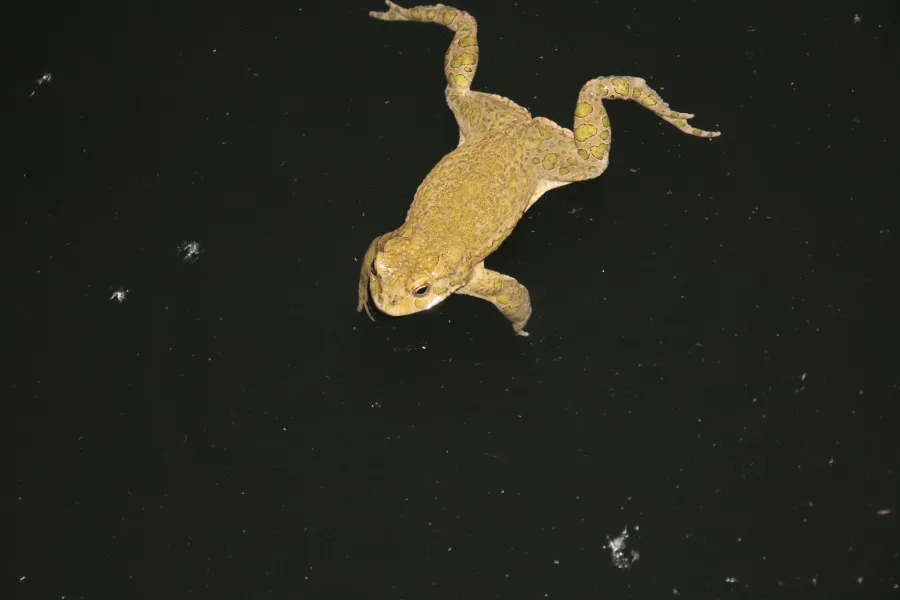 Eastern green toad
