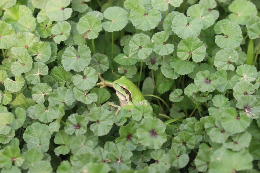 Middle East tree frog, Savigny’s tree frog