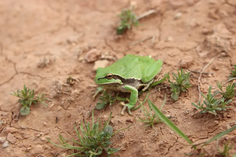 Middle East tree frog, Savigny’s tree frog