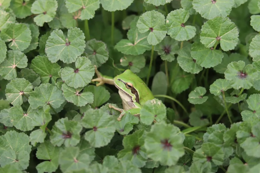 Middle East tree frog, Savigny’s tree frog