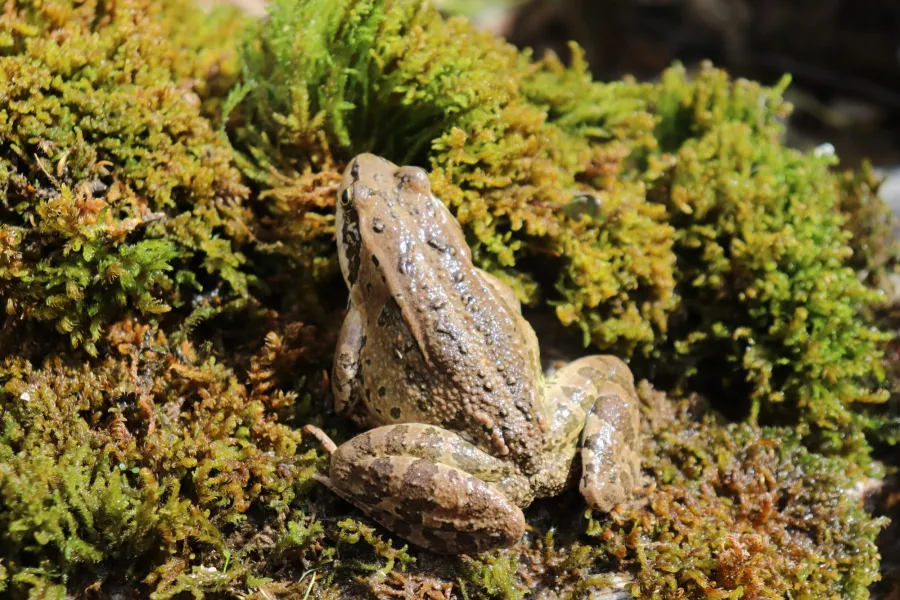 Caucasus frog