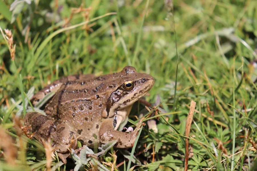 Caucasus frog