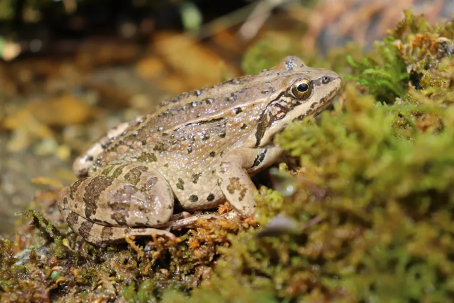Caucasus frog