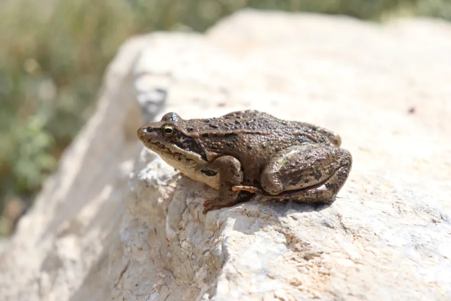 Caucasus frog