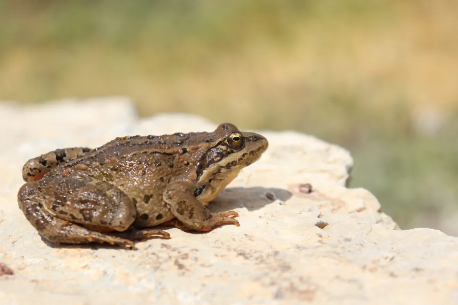 Caucasus frog