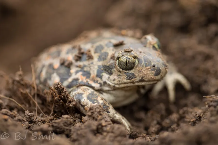 Syrian spadefoot toad
