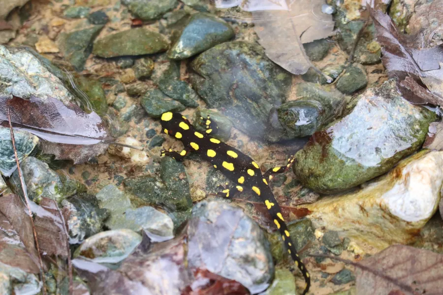 Kurdistan newt
