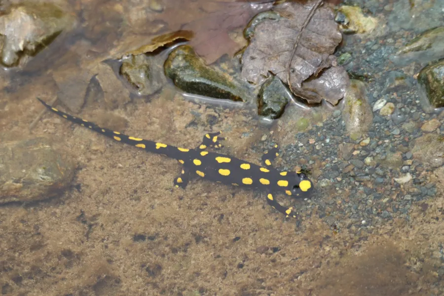 Kurdistan newt
