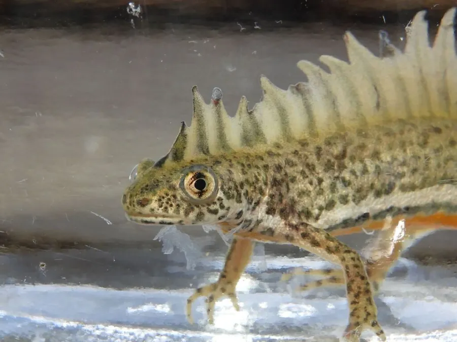 Southern banded newt