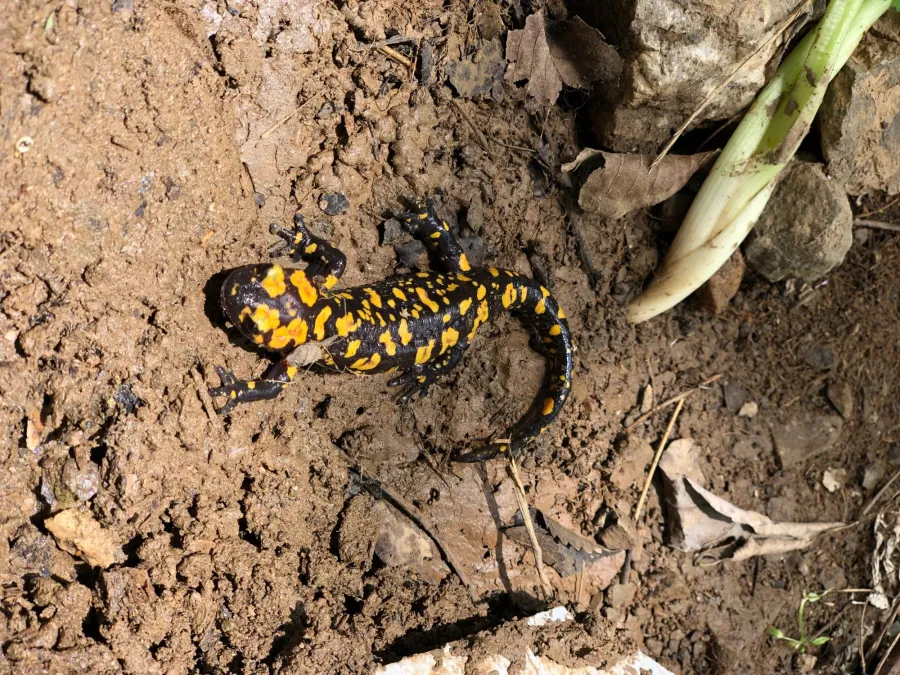 Oriental fire salamander