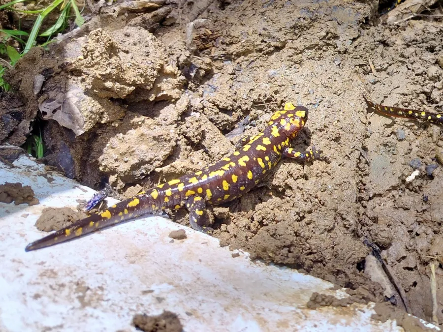 Oriental fire salamander