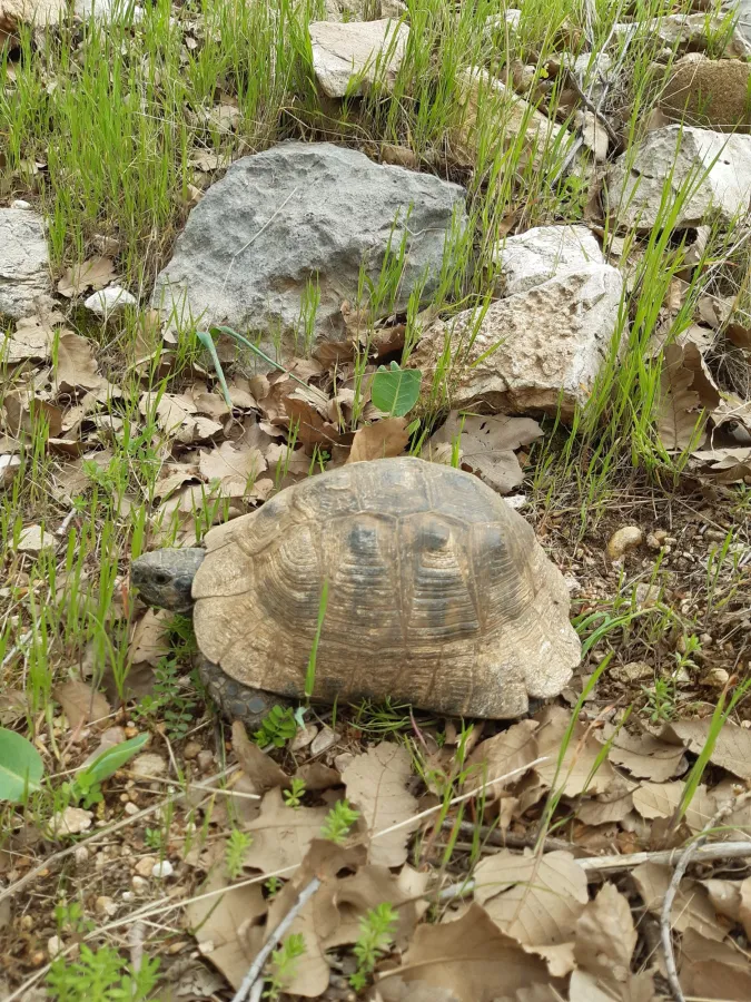 Greek tortoise