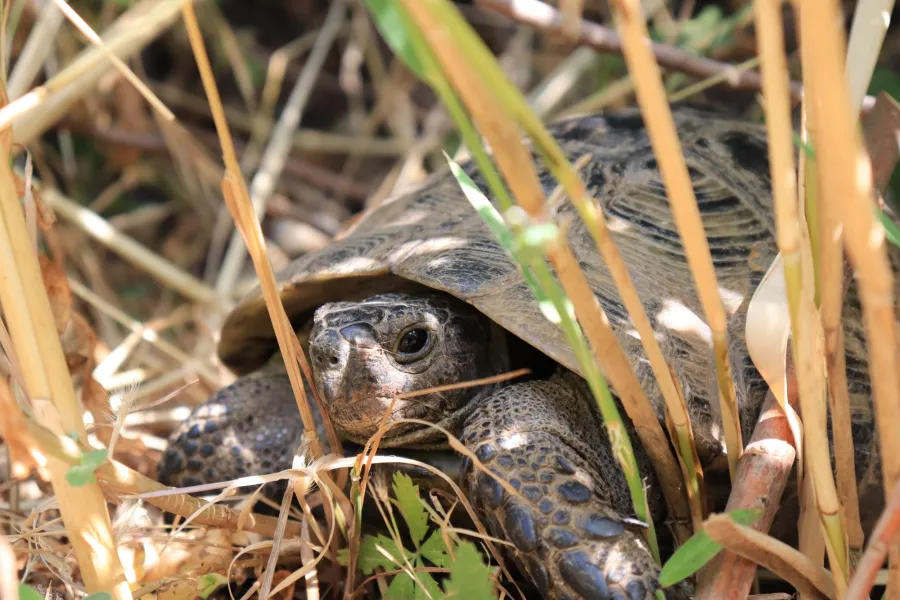 Greek tortoise