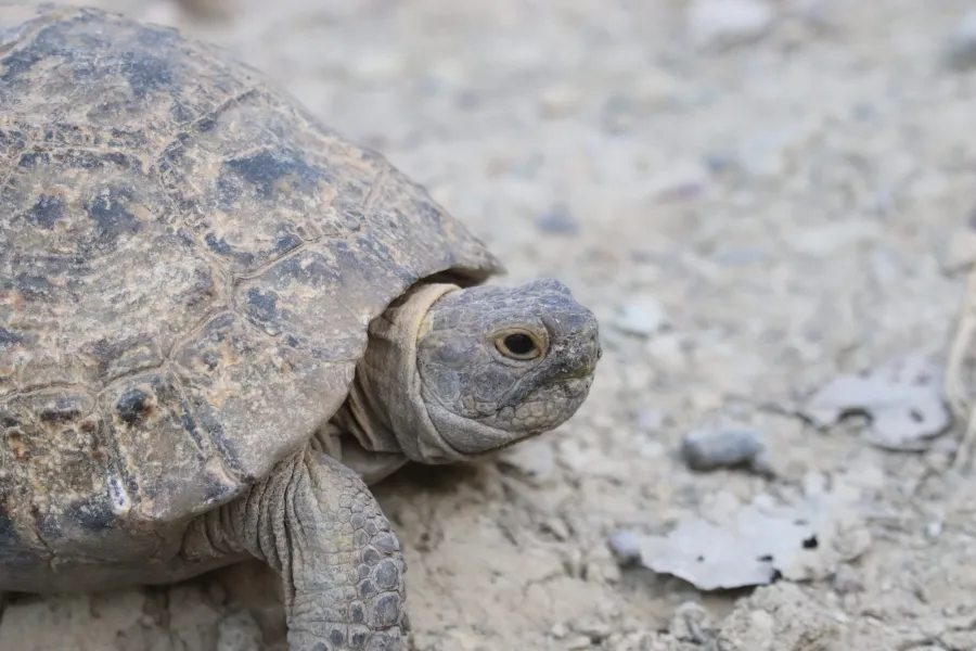 Greek tortoise