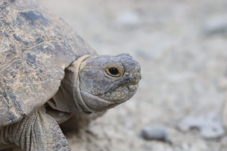 Greek tortoise