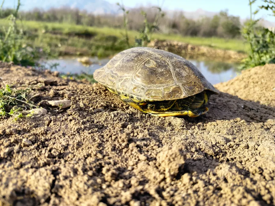 Caspian turtle