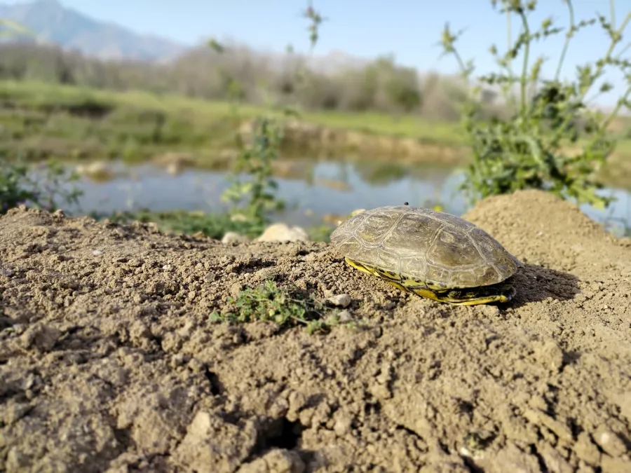 Caspian turtle