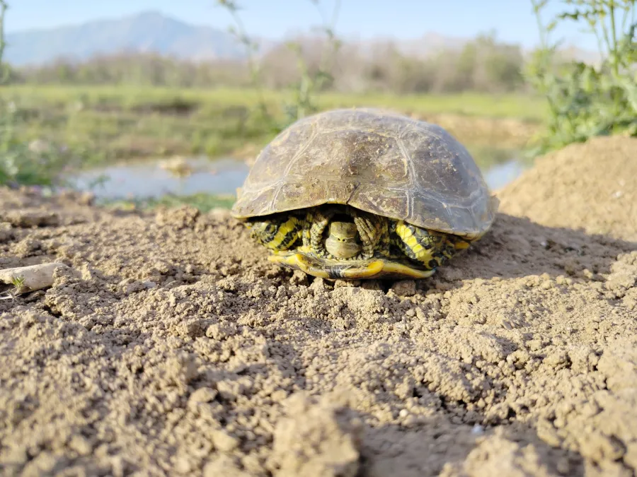 Caspian turtle