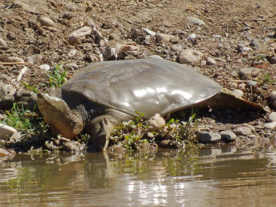 Euphrates softshell turtle