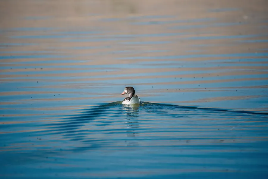 Common Shelduck