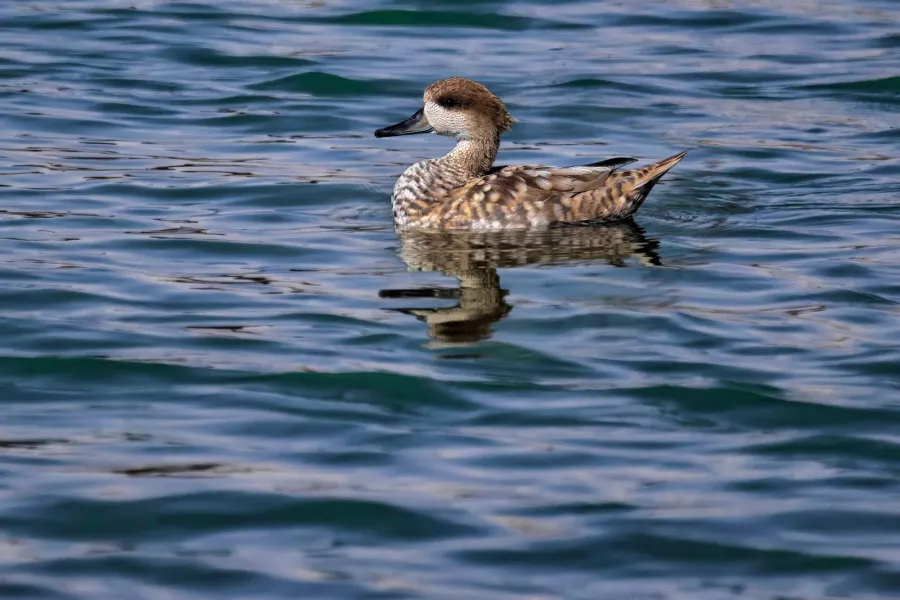 Marbled Duck