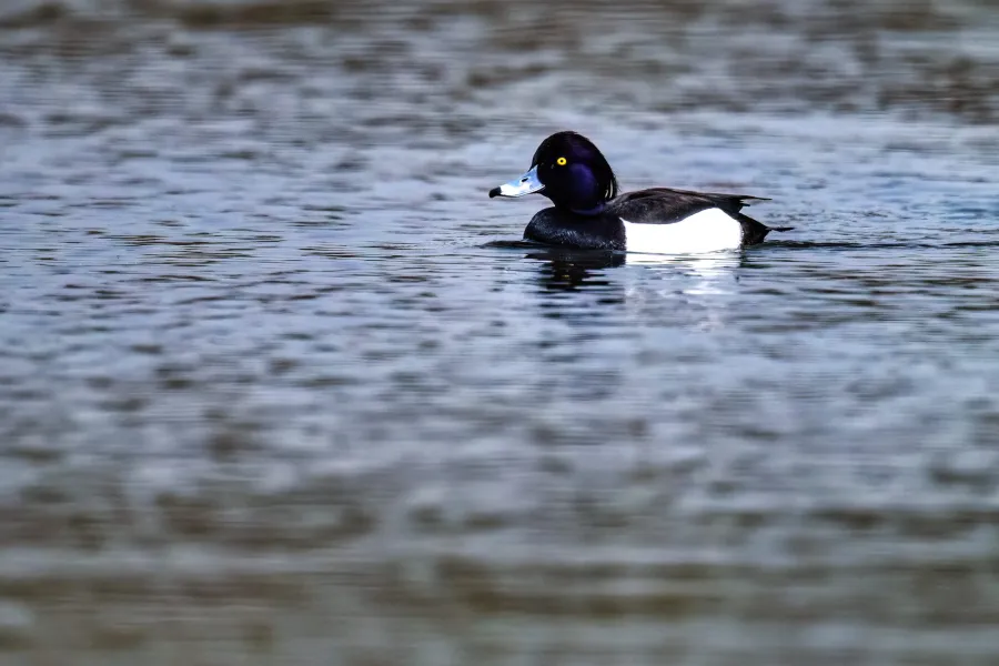 Tufted Duck