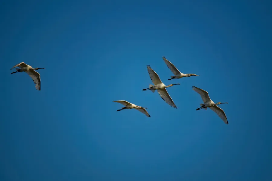 Eurasian Spoonbill